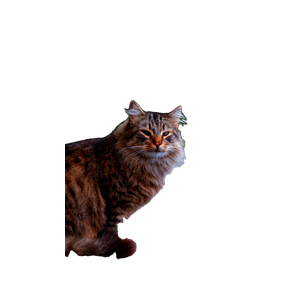 A Fluffy Tabby Cat Sits Gracefully On A Wall, Showcasing Its Striking Fur In A Serene Outdoor Setting. 17531 - Cat PNG image with transparent background